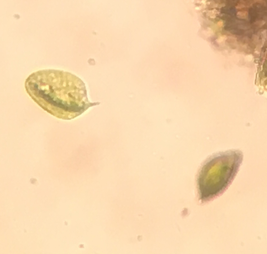 Phacus circulatus