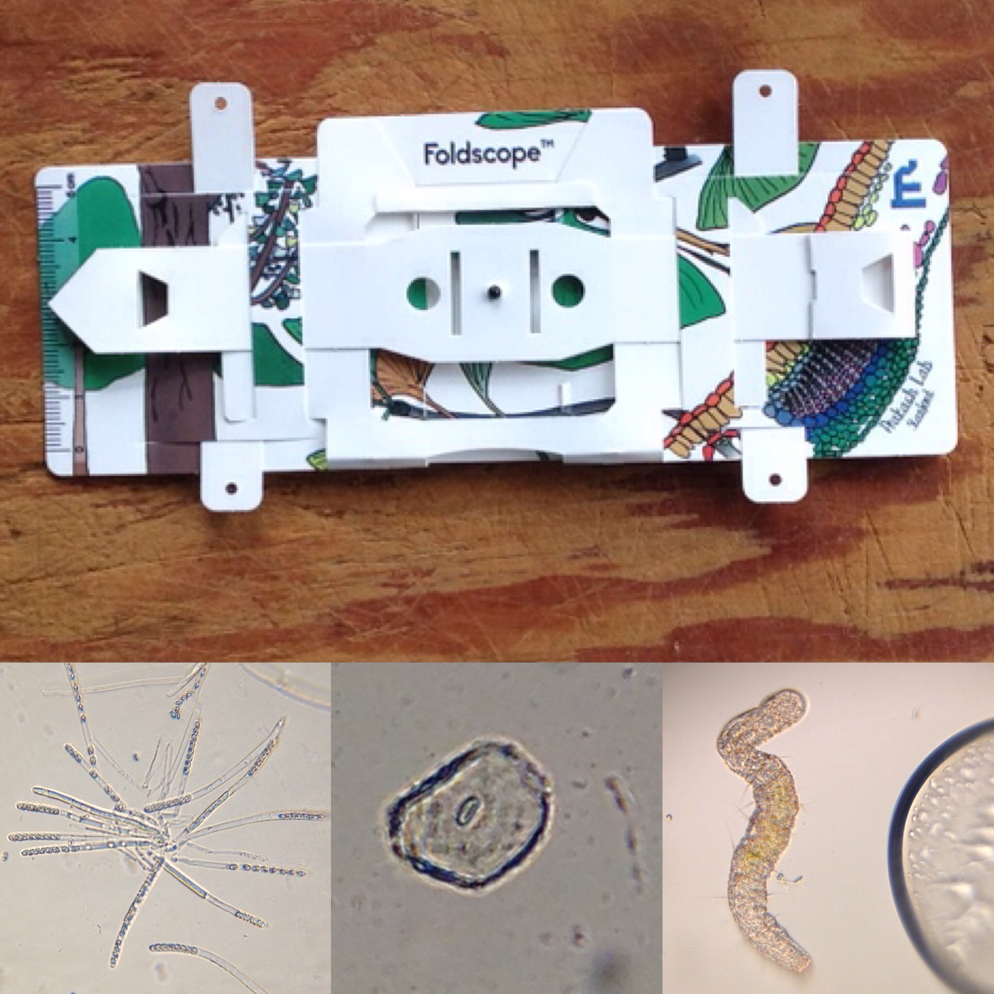 Foldscope