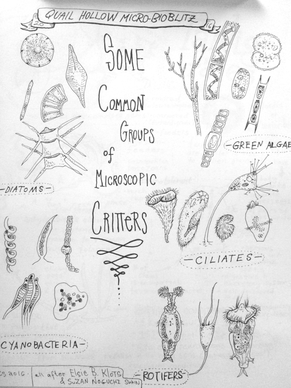 Microorganisms guide by Christian Schwarz