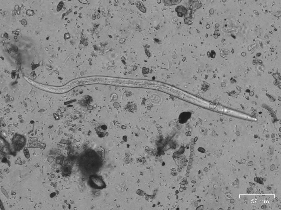 Nematode