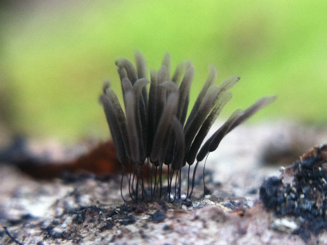 Stemonitis fusca, photo by Angela Pai