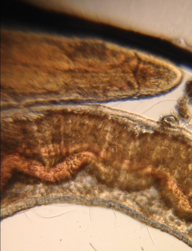 Polychaete from Lake Merritt, imaged with Foldscope