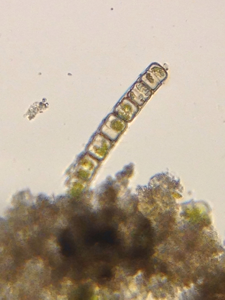 Melosira varians from Lake Merritt, imaged with Foldscope