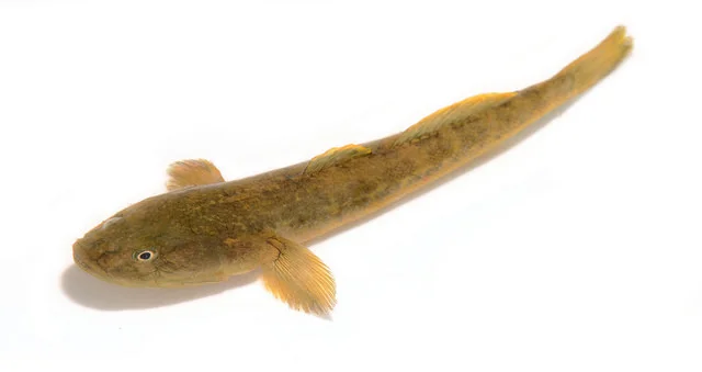 Yellow Finned Goby, Lake Merritt