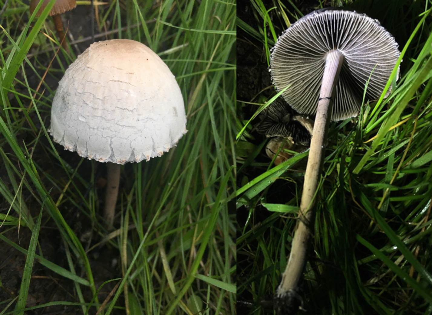 Panaeolus sp.