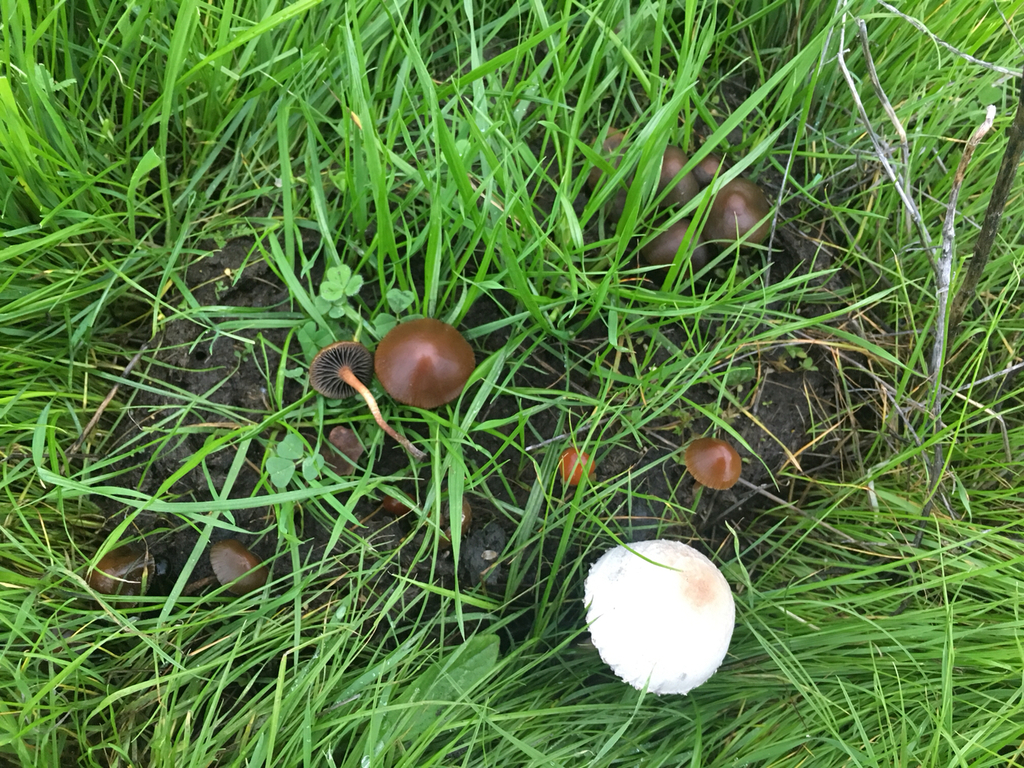 one dung pile, two mushrooms