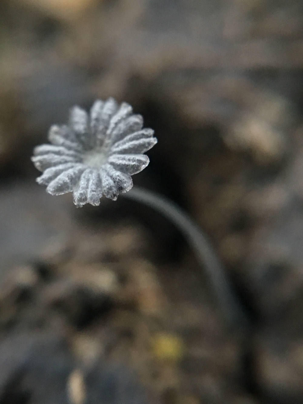 Coprinopsis stercorea
