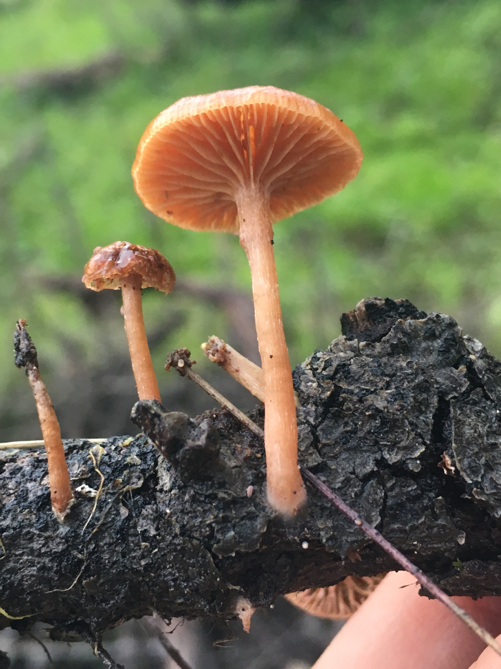 Tubaria furfuracea