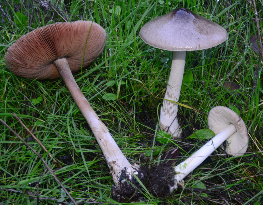 Volvopluteus gloiocephalus