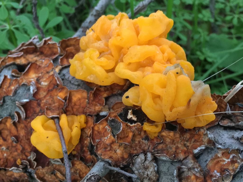 Witches butter (Tremella aurantia) parasitizing False Turkey Tail (Stereum hirsutum)