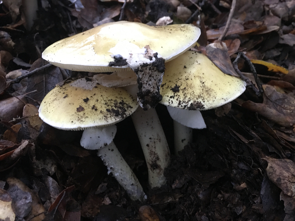 Deathcap (Amanita phalloides)
