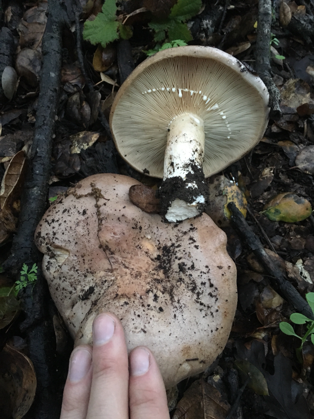 Lactarius argillaceifolius var. megacarpus