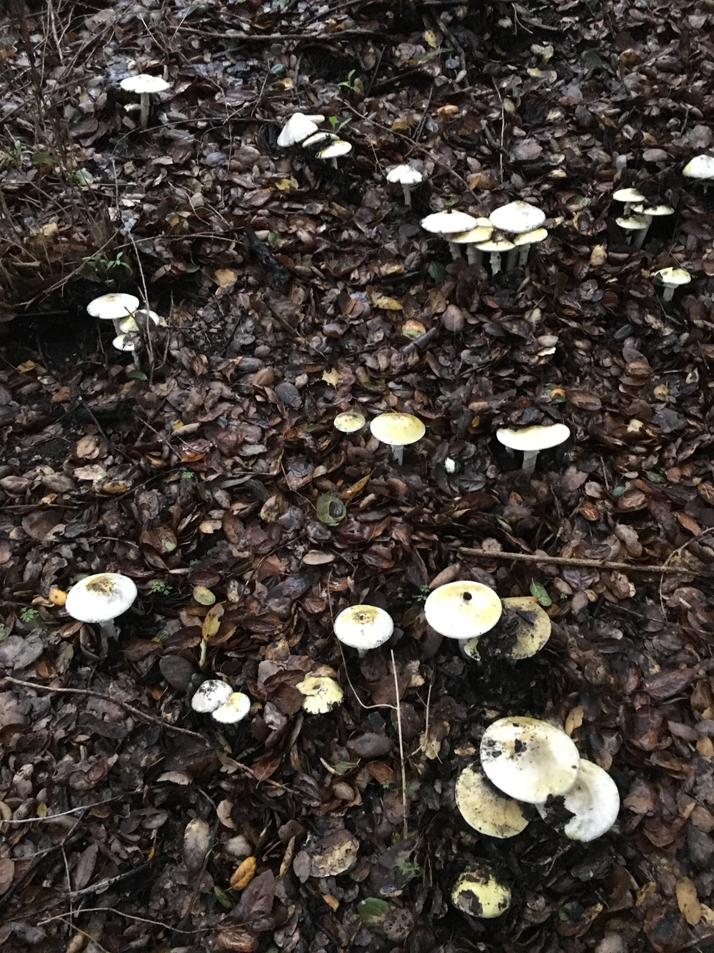 Deathcaps (Amanita phalloides)