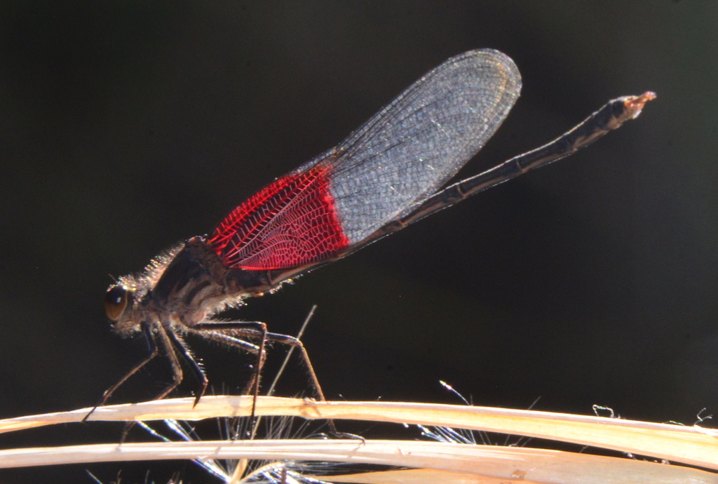 American Rubyspot (Hetaerina americana)