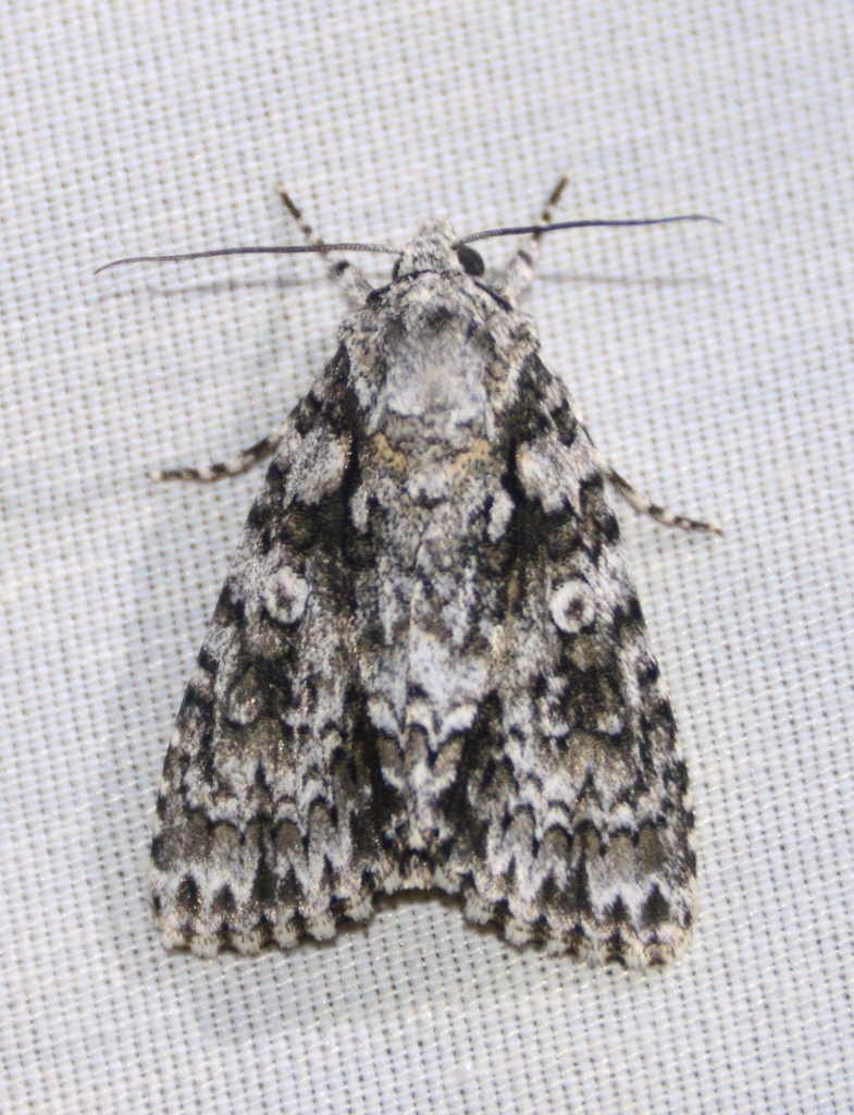 Marble Dagger Moth (Acronicta marmorata)