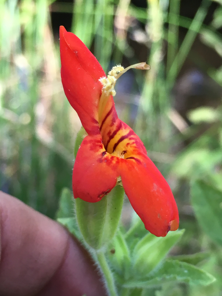 Mimulus cardinalis