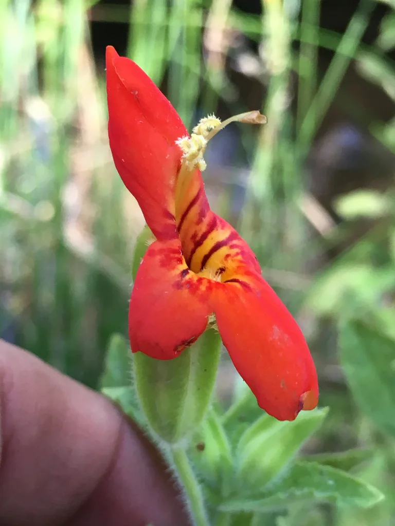Mimulus cardinalis