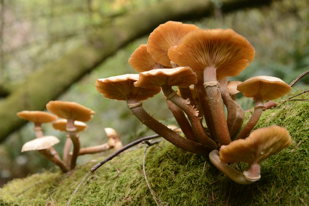 Armillaria. Photo by Damon Tighe