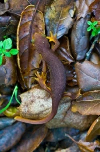 California newt. Photo: Ken-ichi Ueda