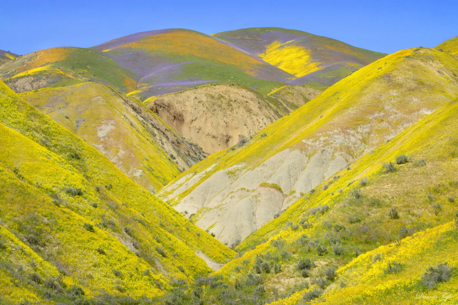 Further south along Elkhorn Road from Wallace Creek you'll find a large gate, an old dilapidated water tank, and a ton of cars that are all parked so they can walk up into this canyon. The trail if you care to take it to its terminus will place you all the way on top of this purple and gold dappled mountain.
