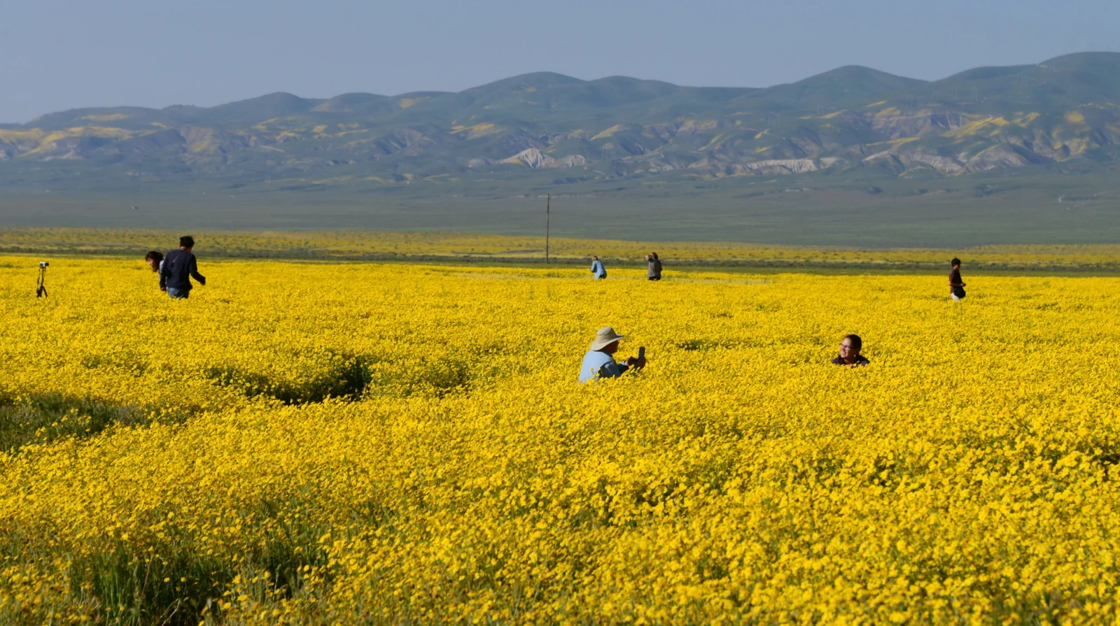 a number of people all trying to get that head shot in the middle of new flower patches quickly takes a toll on all the flowers.