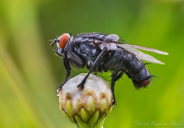 Photo: Sarcophagidae sp., David Marquina Reyes @ Flickr