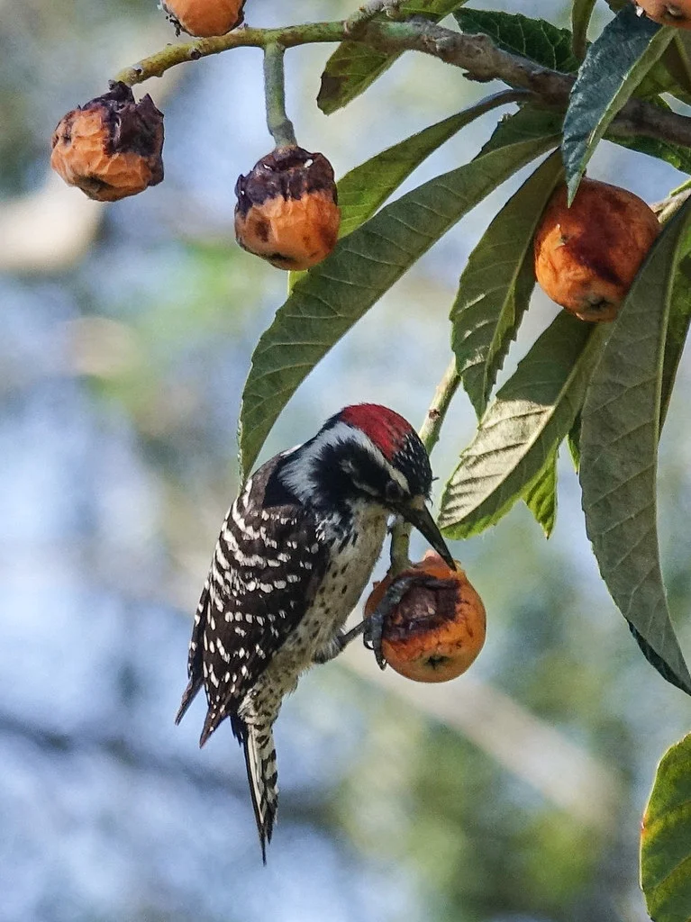 Nuttall's woodpecker. Photo: Mike's Birds, Flickr.