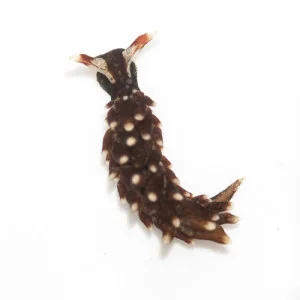 Aplysiopsis enteromorphae , a sea slug we might find! Photo: Ken-ichi Ueda