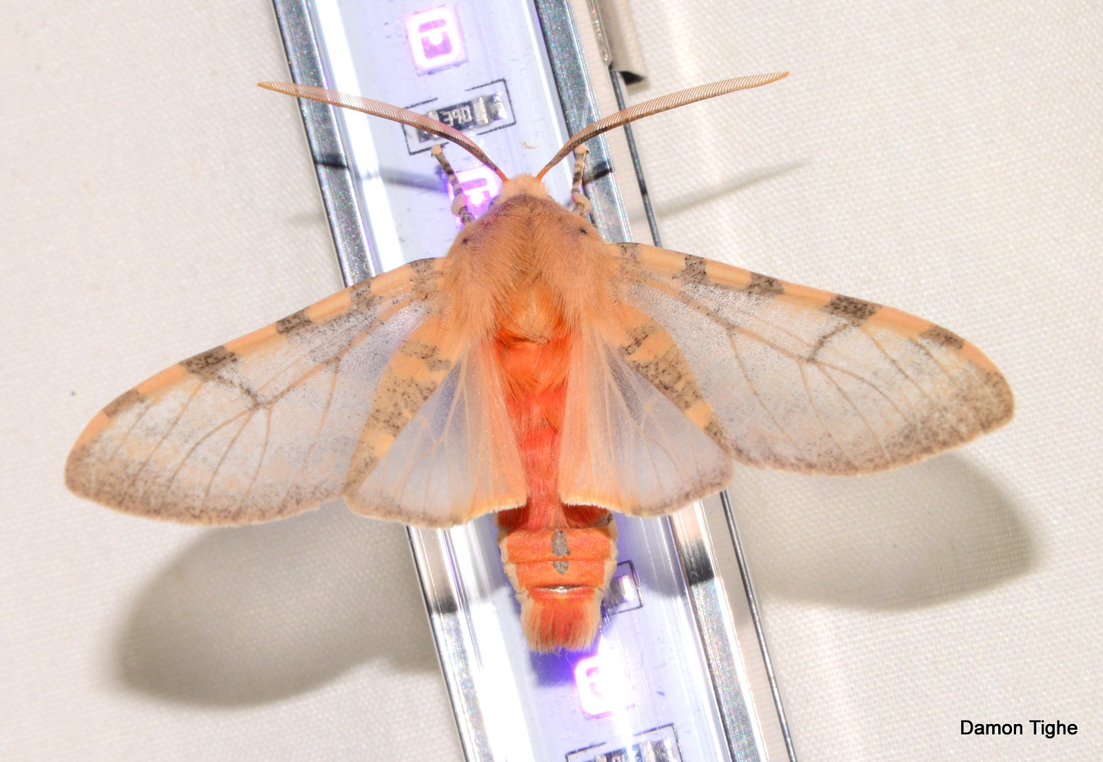 Why Do Moths Have Light