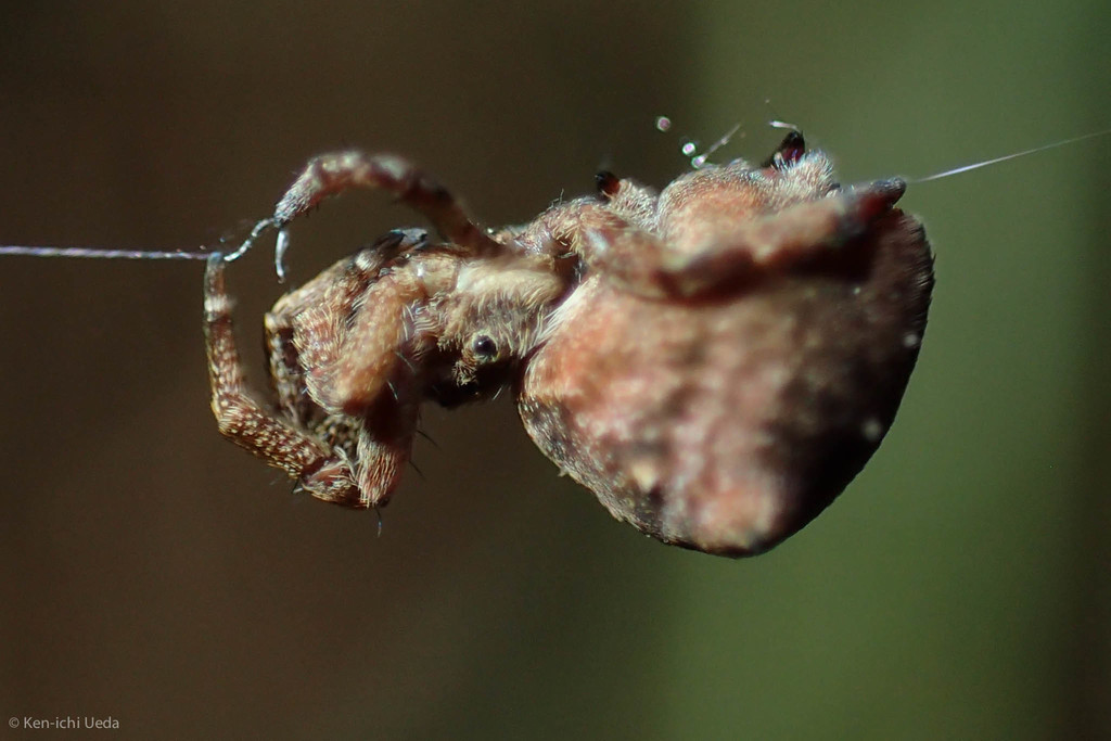  A Hyptiotes spider at Joaquin Miller Park. Photo by Ken-ichi Ueda. 