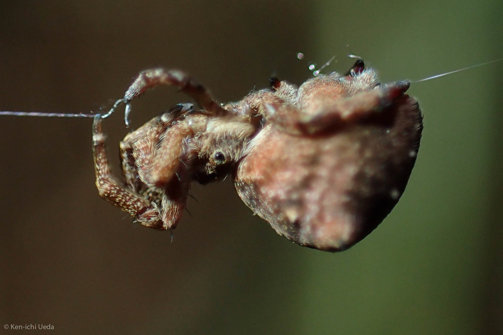 A Hyptiotes spider at Joaquin Miller Park. Photo by Ken-ichi Ueda.
