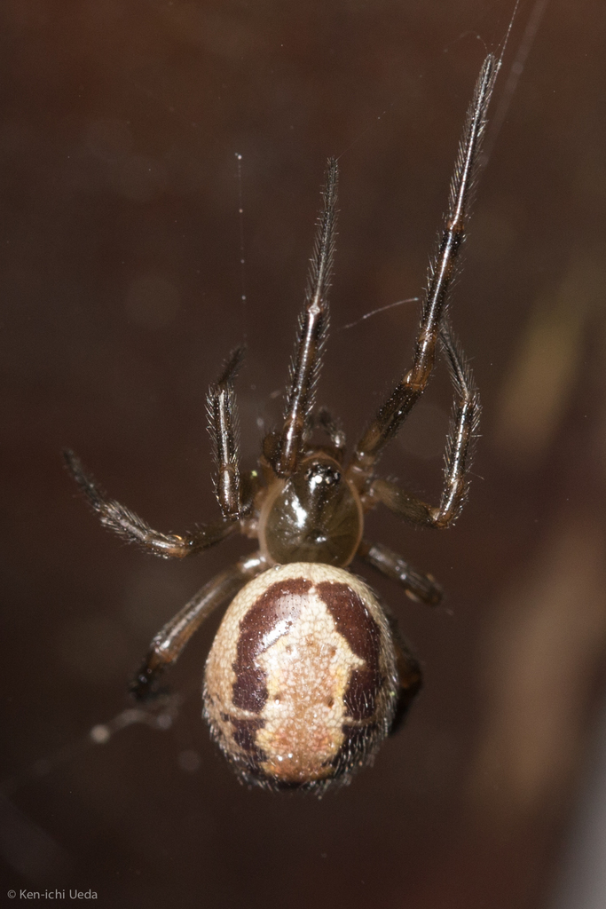 A noble false widow spider at Joaquin Miller Park. Photo by Ken-ichi Ueda.