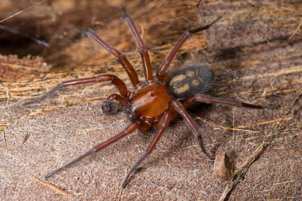 A hackledmesh weaver spider at Joaquin Miller Park. Photo by Ken-ichi Ueda.