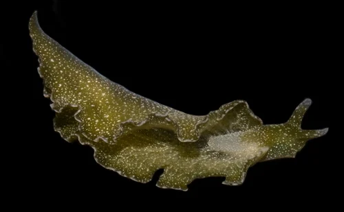 Hedgpeth's Sapsucker, a photosynthetic sea slug that lives in Lake Merritt. Photo: Damon Tighe