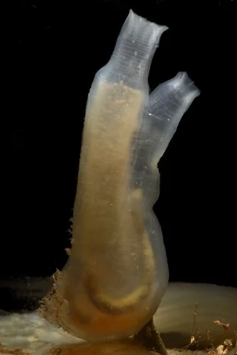 Sea Vase Tunicate. Photo: Damon Tighe