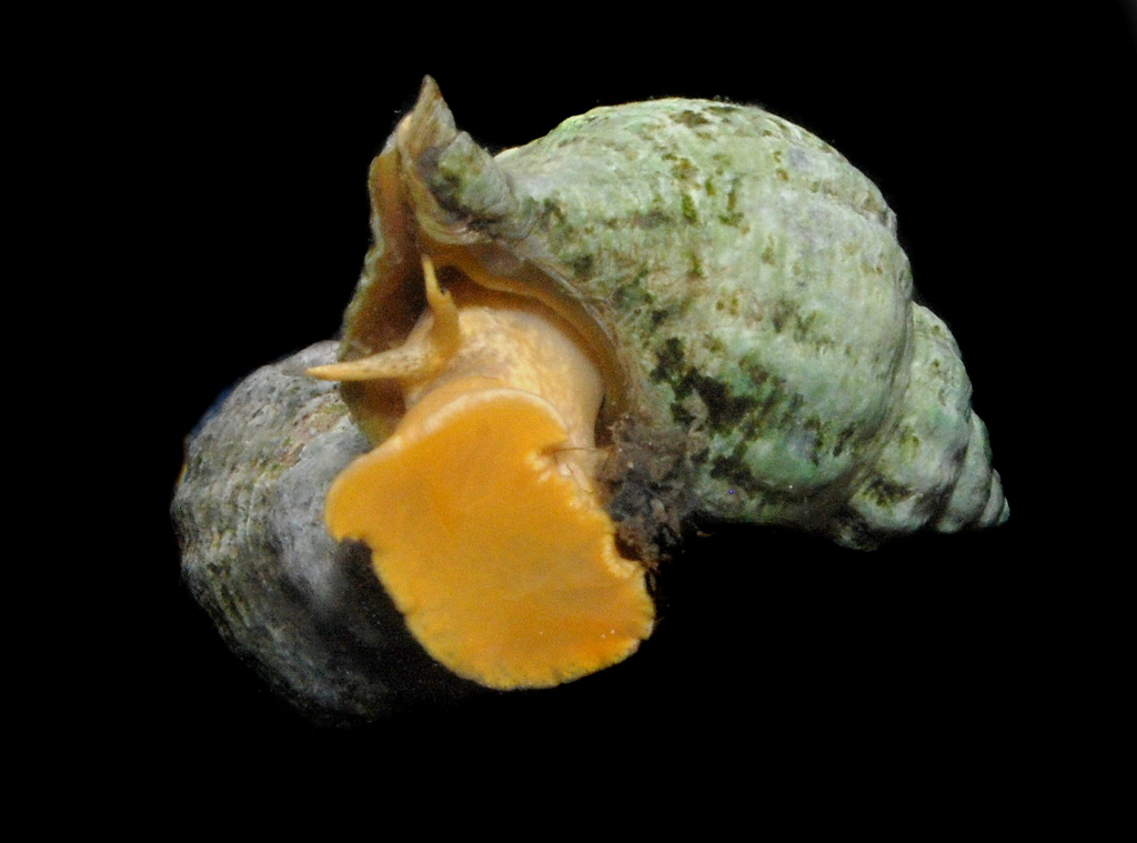 Urosalpinx cinerea