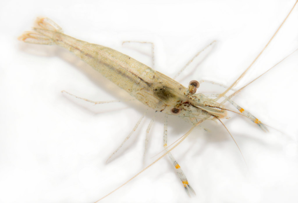 Palaemon macrodactylus