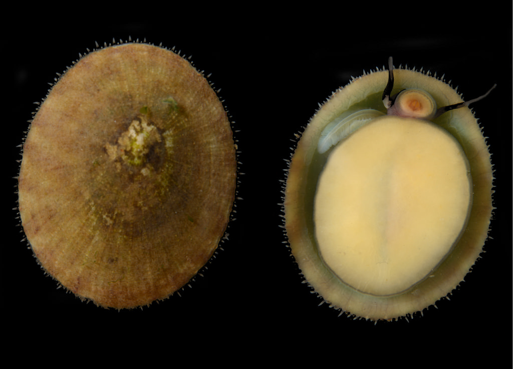 Lottia limatula
