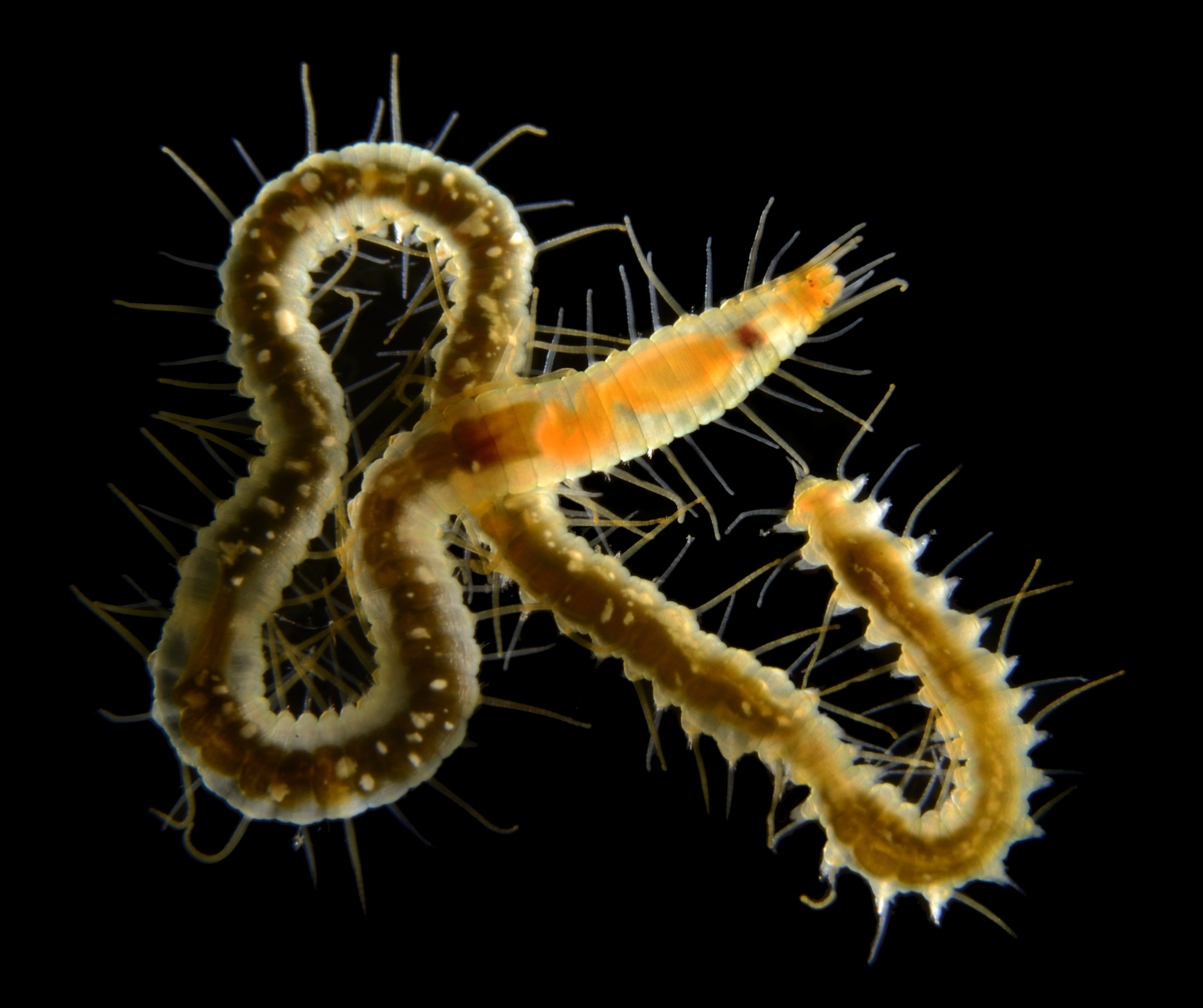 Typosyllis nipponica