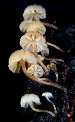 Mycena sp.