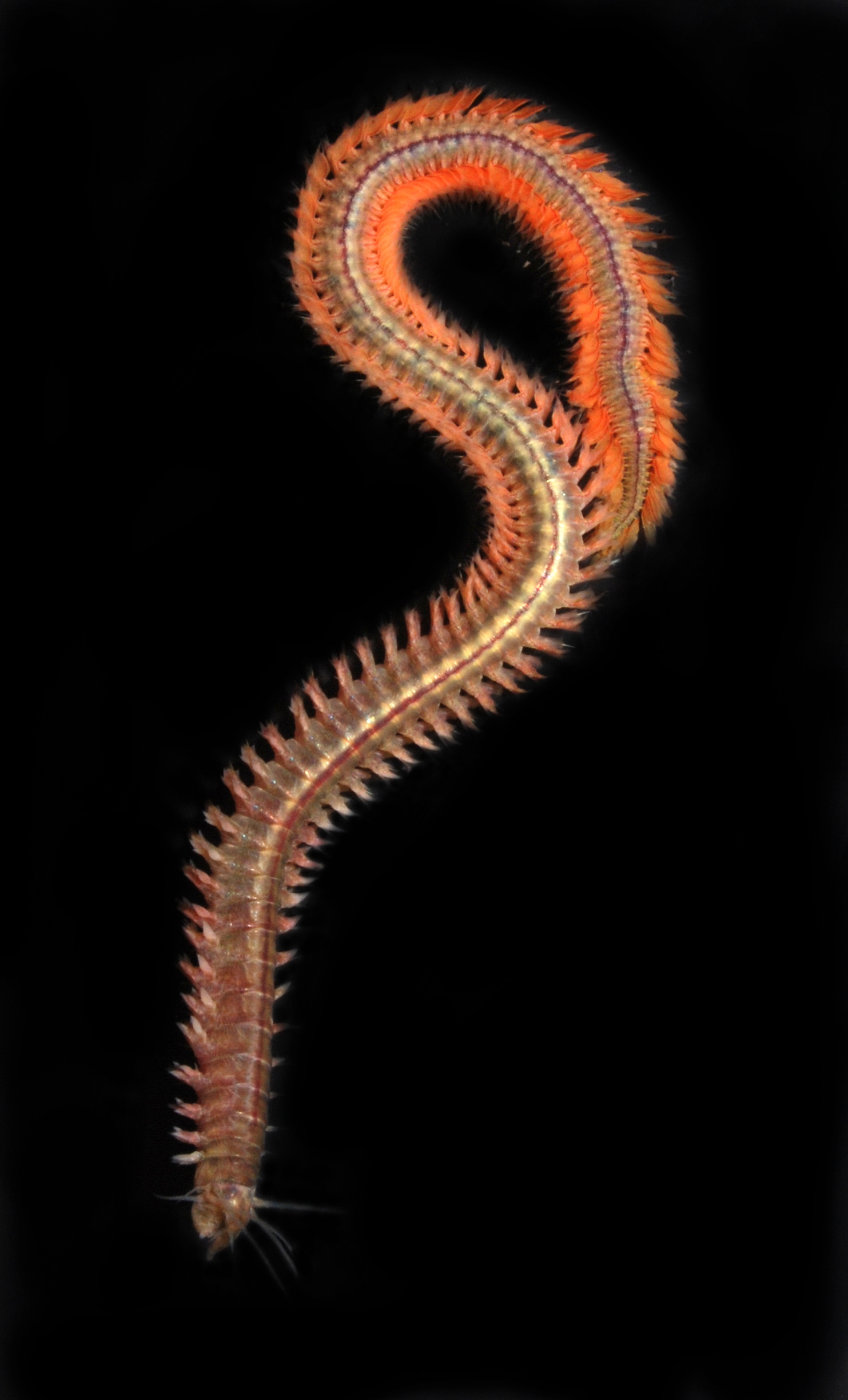 A;litta sp.