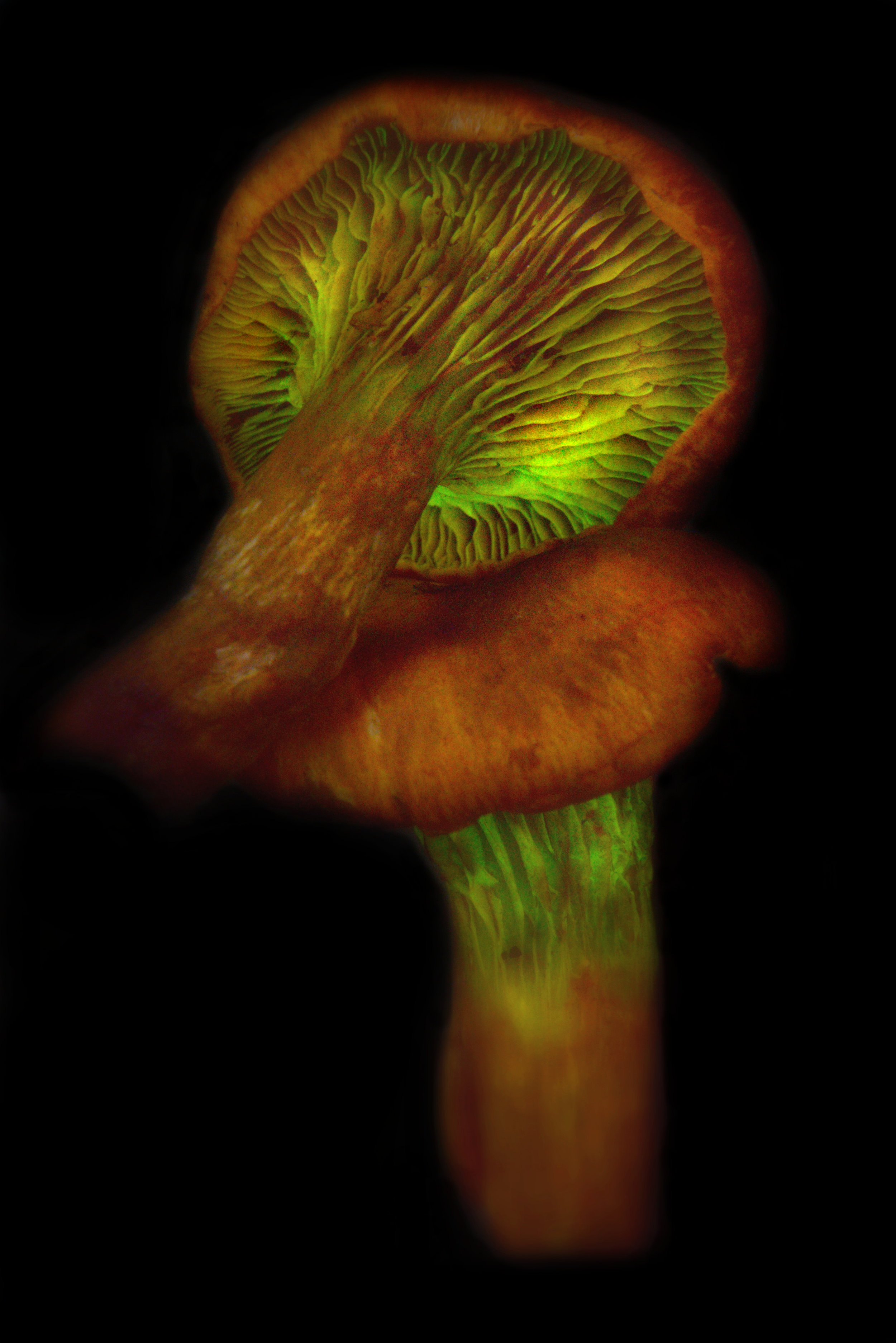 Omphalotus olivascens