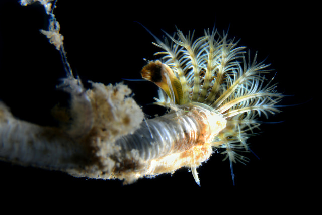 Ficopomatus enigmaticus