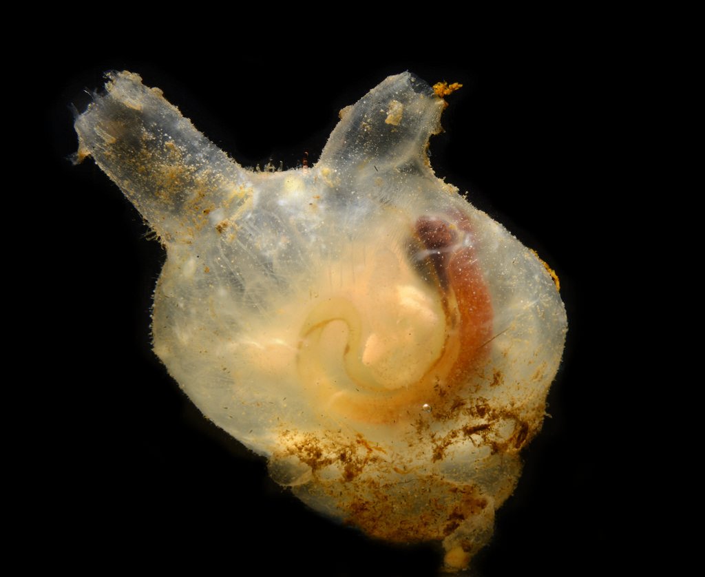 Mogula sp.