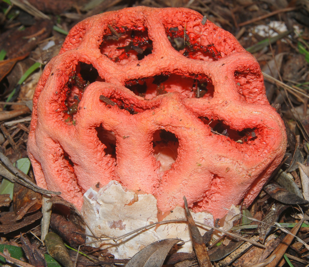 Clathrus Ruber