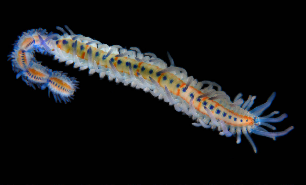 Myrianida pachycera