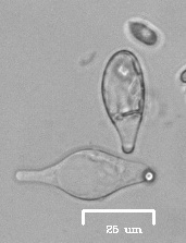 Microscopy of basidia