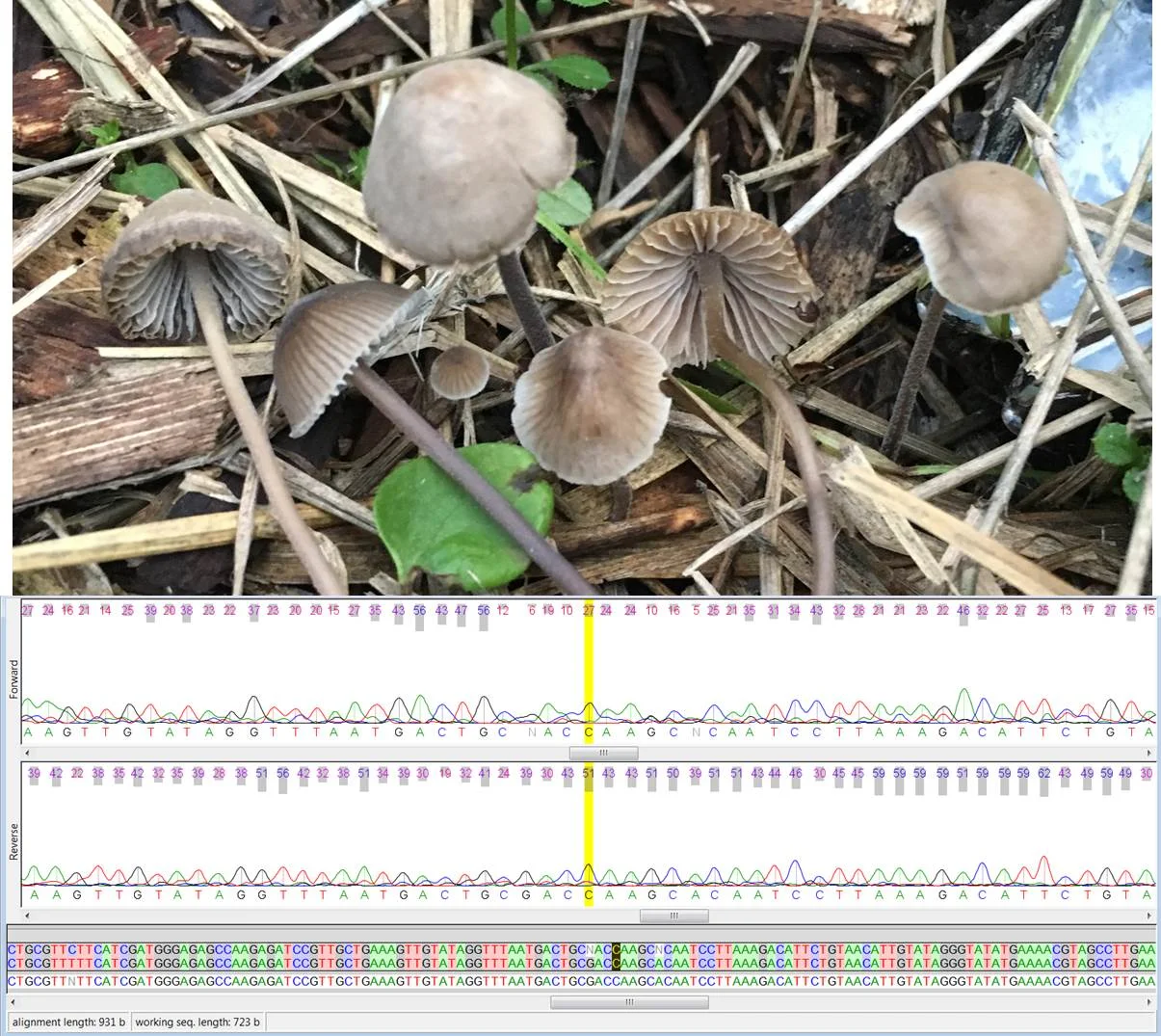 Validation Run of Process on Mycena leptocephala