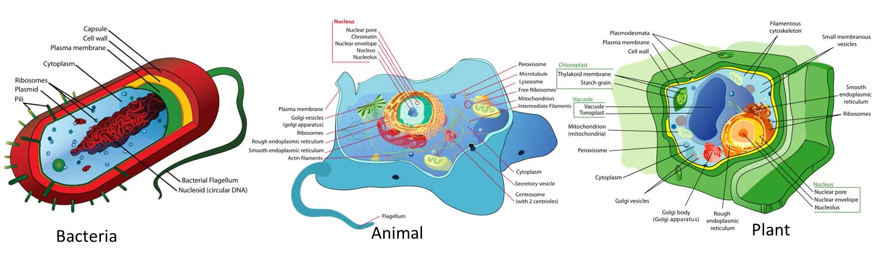 Generalized examples of cell structure for a Bacteria, Animal and Plant cell. Bacteria and Plants often have cell walls that make their cells very difficult to access in comparison to animal cells. Images from wikicomons and made by Mariana Ruiz Villarreal. 