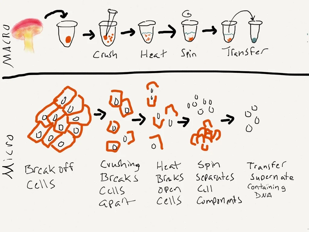 Generalized workflow for extracting DNA with whats going on at human scale and at the micro scale. 